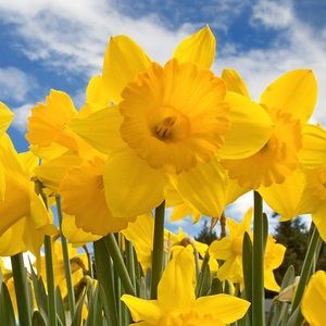 Meet your Posher, Nory